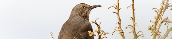 Curve-billed Thrasher, Alamogordo NM, November 12, 2011