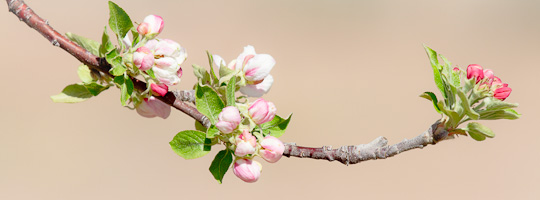 Apple Blossoms - Bosque Birdwatchers RV Park, San Antonio NM, April 11, 2010