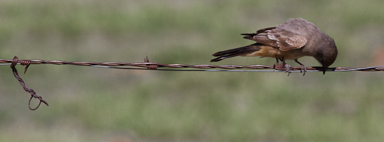 Say's Phoebe - San Antonio NM, April 4, 2010