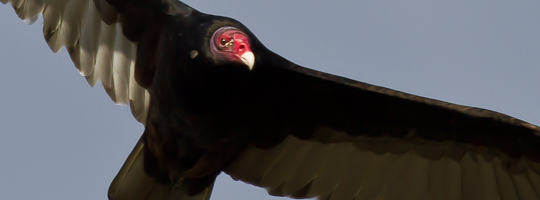 Turkey Vulture - San Antonio NM, April 16, 2010