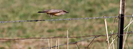 Say's Phoebe - San Antonio NM, April 16, 2010