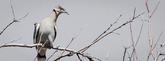 White-winged Dove - San Antonio NM, April 21, 2010