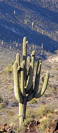 Saguaro cactus east of Peridot AZ