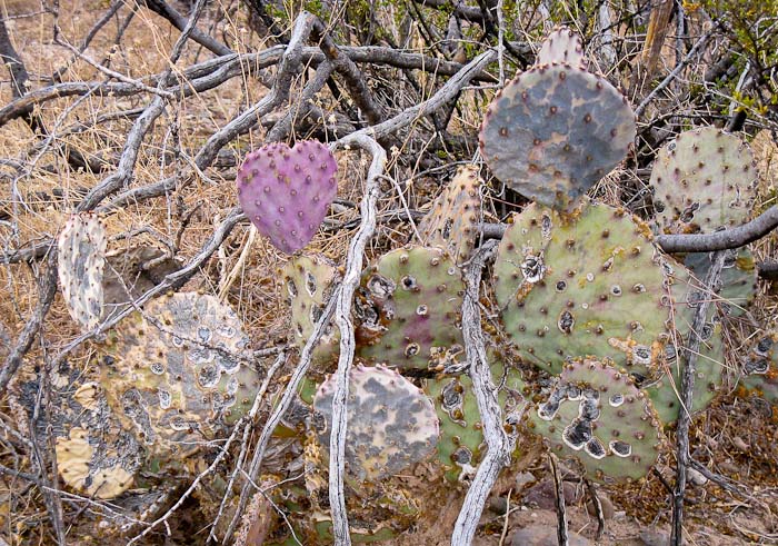 Prickly Pear, Leasburg Dam State Park, Radium Springs NM, January 22, 2009