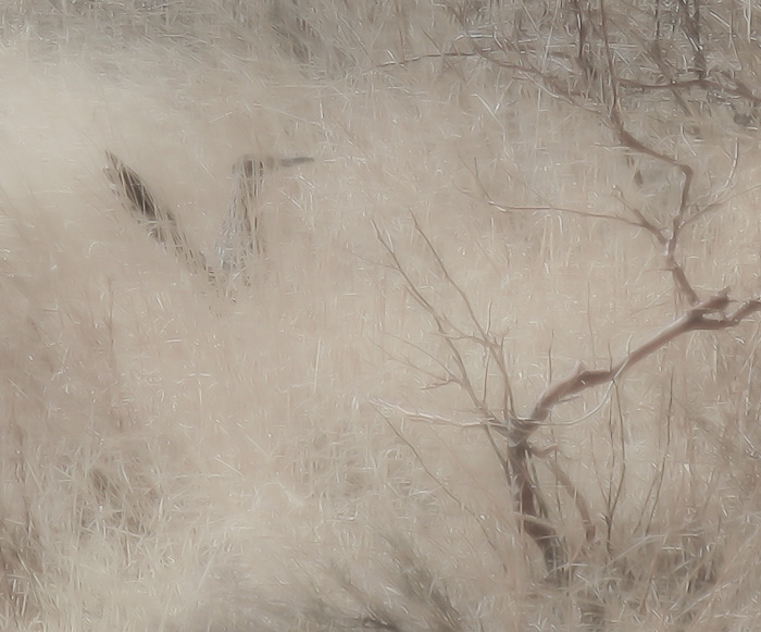 Ghost in the Grass, Roadrunner, City of Rocks State Park,Faywood NM, February 20, 2009