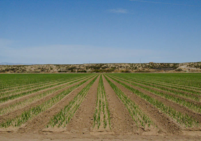 Onions along the Canal, Arrey NM, March 26, 2009