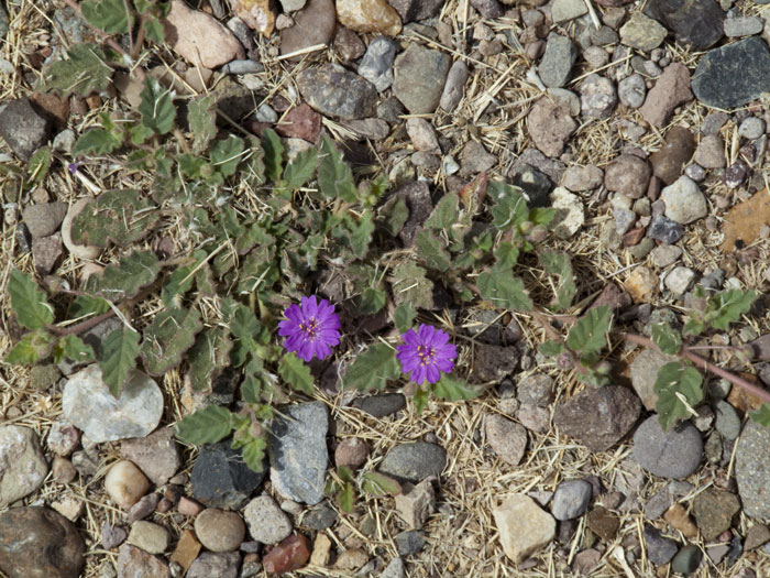 Trailing Four O'clock, South Monticello Area, Elephant Butte Lake State Park, Elephant Butte NM, April 25, 2009