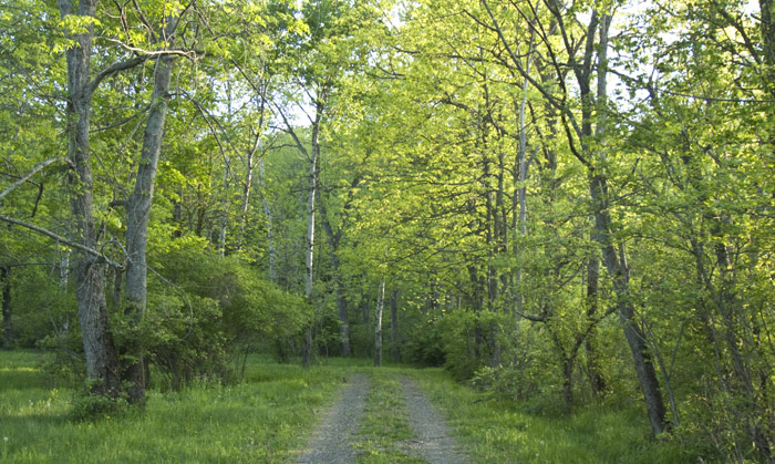 Spring greens,, Red Rock, East Chatham NY, May 15, 2009