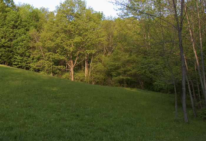 Orchard Lot sunrise, Home Farm, Red Rock, East Chatham NY, May 16, 2009.jpg