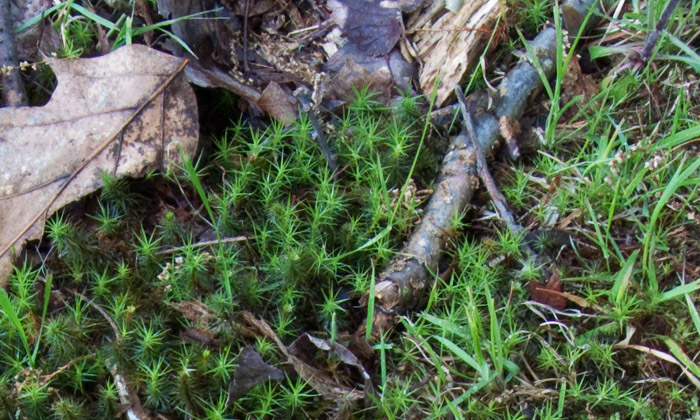 Forest Floor, Home Farm, Red Rock, East Chatham NY, May 24, 2009