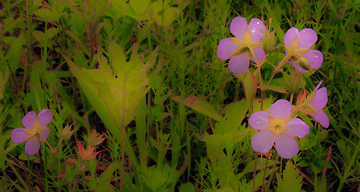 Spring in the Field v5, Home Farm, Red Rock, East Chatham NY, May 29, 2009