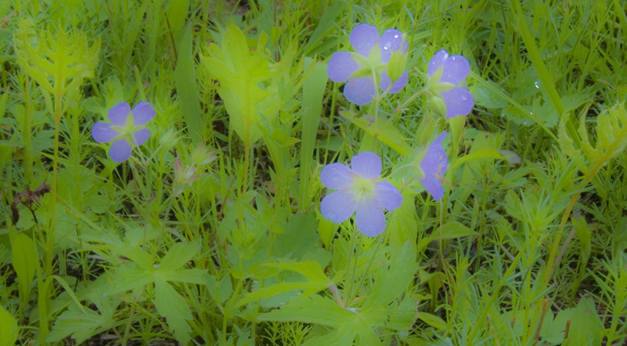 Dew Drop and Blue, Home Farm, Red Rock, East Chatham NY, May 29, 2009