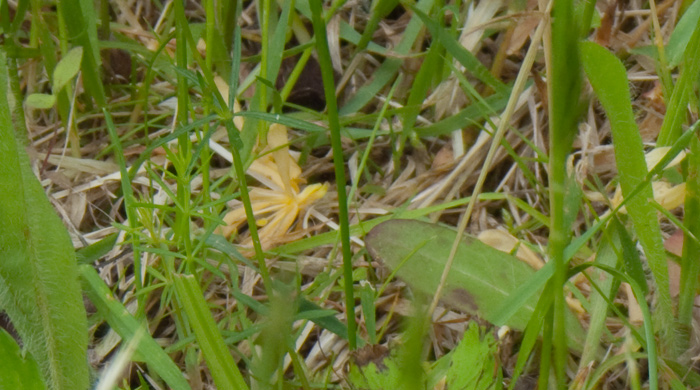 Baby Bedstraw, Home Farm, Red Rock, East Chatham NY, May 29, 2009