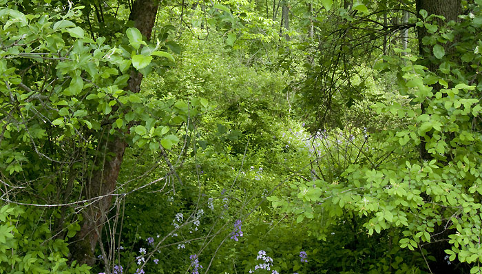 Lush Spring Growth, Home Farm, Red Rock, East Chatham NY, May 30, 2009 Lush Spring Growth, Home Farm, Red Rock, East Chatham NY, May 30, 2009