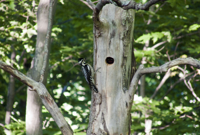 Yellow-bellied Sapsucker - Female, Red Rock, East Chatham NY, May 30, 2009.jpg