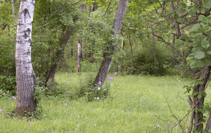 Dame's Rocket, Home Farm, Red Rock, East Chatham NY, June 4, 2009