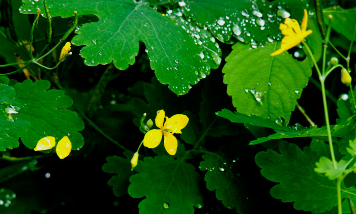 Raindrops and Yellow, Home Farm, Red Rock, East Chatham NY, June 27, 2009