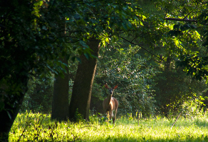 Good Morning Deer, Home Farm, Red Rock, East Chatham NY, July 8, 2009