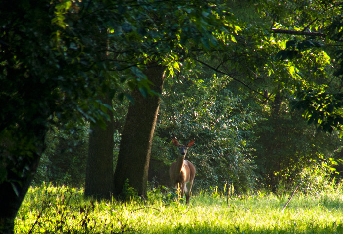 Good Morning Deer, Home Farm, Red Rock, East Chatham NY, July 8, 2009 Good Morning Deer, Home Farm, Red Rock, East Chatham NY, July 8, 2009