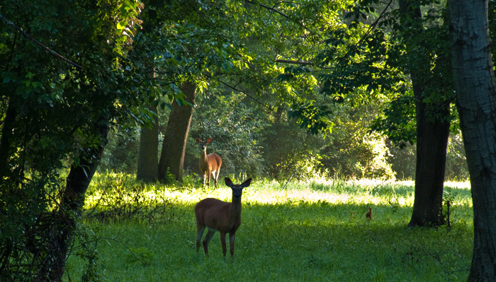 Good Morning Two Deer, Home Farm, Red Rock, East Chatham NY, July 8, 2009