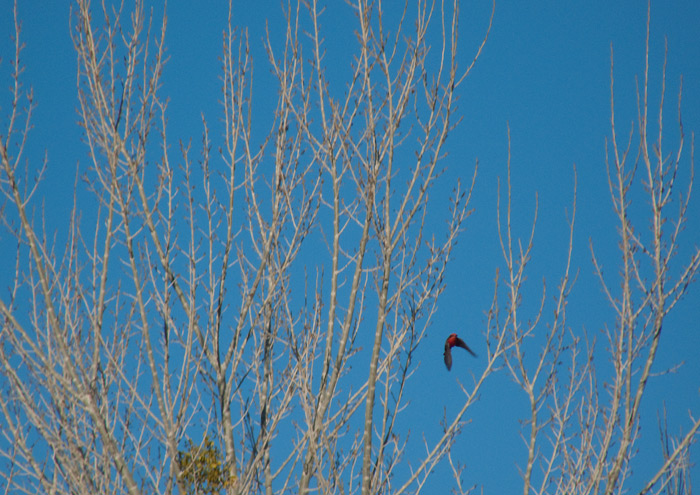  Vermilion Flycatcher, Percha Dam State Park, Arrey NM, January 12, 2010