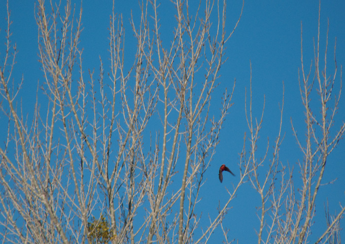 Vermilion Flycatcher, Percha Dam State Park, Arrey NM, January 12, 2010 Vermilion Flycatcher, Percha Dam State Park, Arrey NM, January 12, 2010