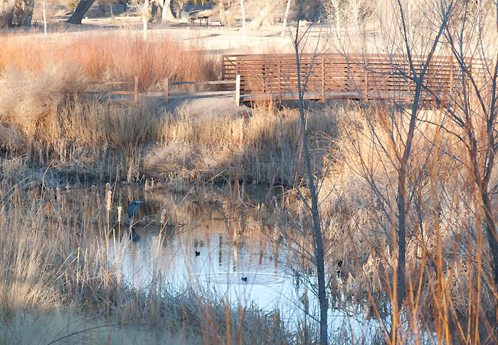  Suppertime, Percha Dam State Park, Arrey NM, January 12, 2010