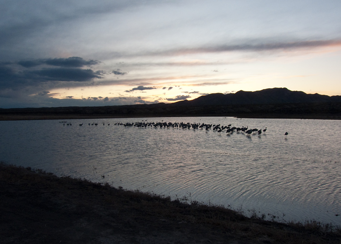  Gathering at the roost, Sandhill Cranes, Bosque del Apache National Wildlife Refuge, San Antonio NM, January 14, 2010