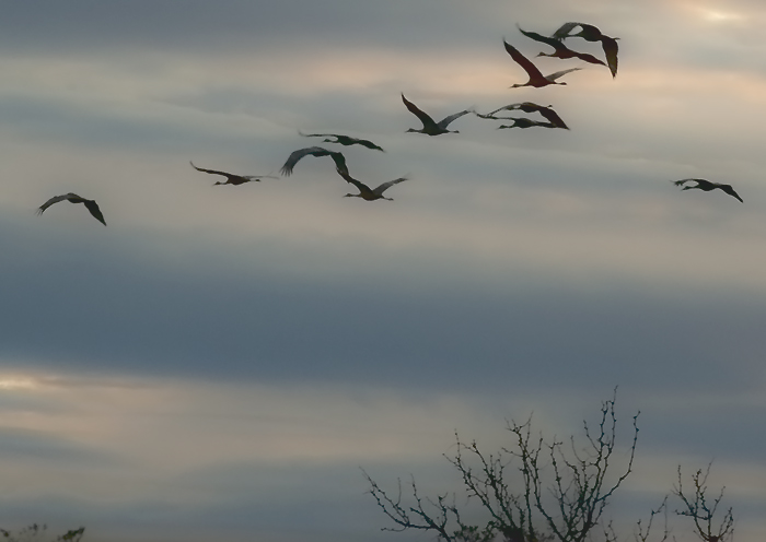 Days End, Sandhill Cranes, San Antonio NM, January 17, 2010 Days End, Sandhill Cranes, San Antonio NM, January 17, 2010