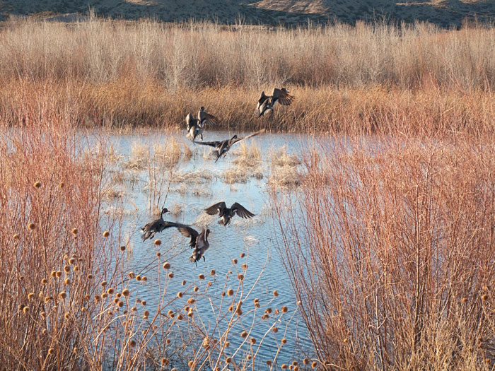 Taking Fright, Northern Pintails, Bosque del Apache National Wildlife Refuge, San Antonio NM, January 24, 2010