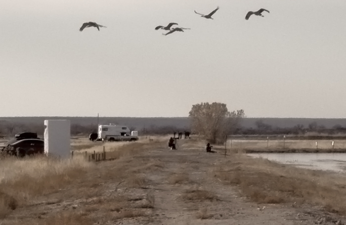 Birding the Bosque, Bosque del Apache National Wildlife Refuge, San Antonio NM, January 25, 2010