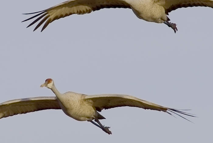 Glide Slope, Sandhill Cranes, Bosque National Wildlife Refuge, San Antonio NM, January 30, 2010