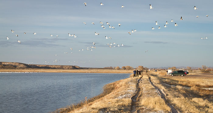 Snow Geese, Bosque del Apache National Wildlife Refuge, San Antonio NM, February 1, 2010 Snow Geese, Bosque del Apache National Wildlife Refuge, San Antonio NM, February 1, 2010