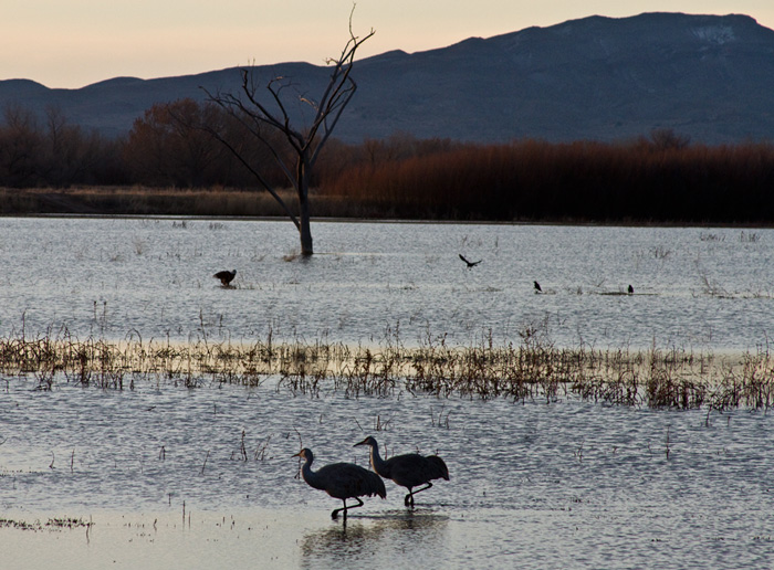 One Bald Eagle, Two Sandhill Cranes, Three Ravens, Bosque National Wildlife Refuge, San Antonio NM, February 2, 2010