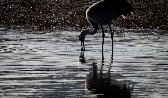 Late Snack, Sandhill Crane, Bosque del Apache National Wildlife Refuge, San Antonio NM, February 4, 2010 Late Snack, Sandhill Crane, Bosque del Apache National Wildlife Refuge, San Antonio NM, February 4, 2010