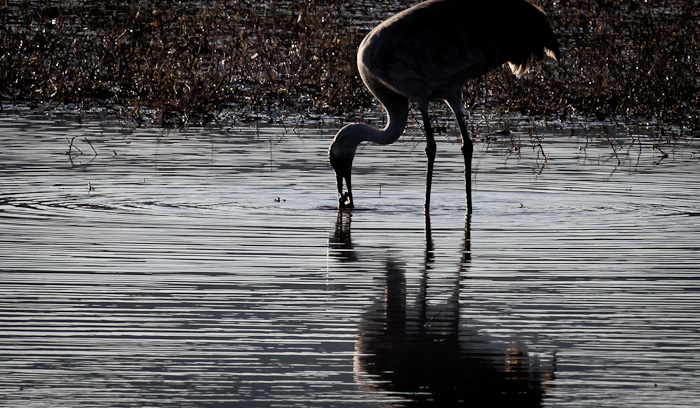 Late Snack, Sandhill Crane, Bosque del Apache National Wildlife Refuge, San Antonio NM, February 4, 2010