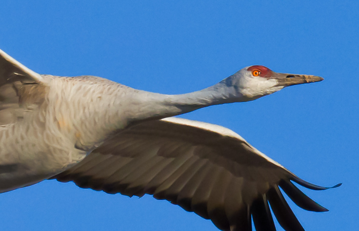 Sandhill Crane, Bosque del Apache National Wildlife Refuge, San Antonio NM, February 4, 2010