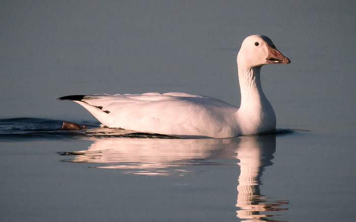 Portrait in Blue, Snow Goose, Bosque del Apache National Wildlife Refuge, San Antonio NM, February 4, 2010