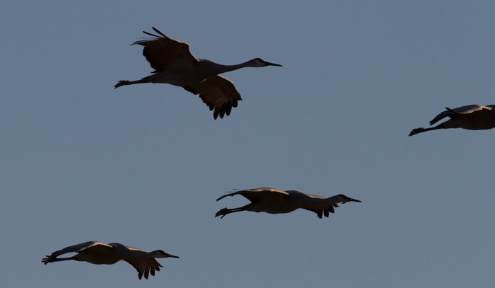 Backlit, Sandhill Cranes, Bosque National Wildlife Refuge, San Antonio NM, February 4, 2010