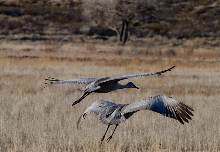 On Final Approach, Sandhill Cranes, Bosque National Wildlife Refuge, San Antonio NM, February 4, 2010