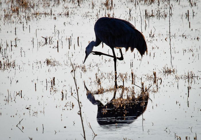 The Itch, Sandhill Crane, Bosque del Apache National Wildlife Refuge, San Antonio NM, February 5, 2010