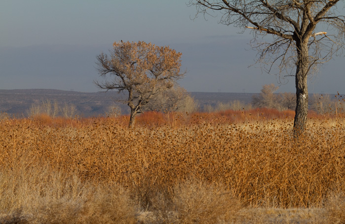 Morning at the Bosque, Bosque National Wildlife Refuge, San Antonio NM, February 5, 2010