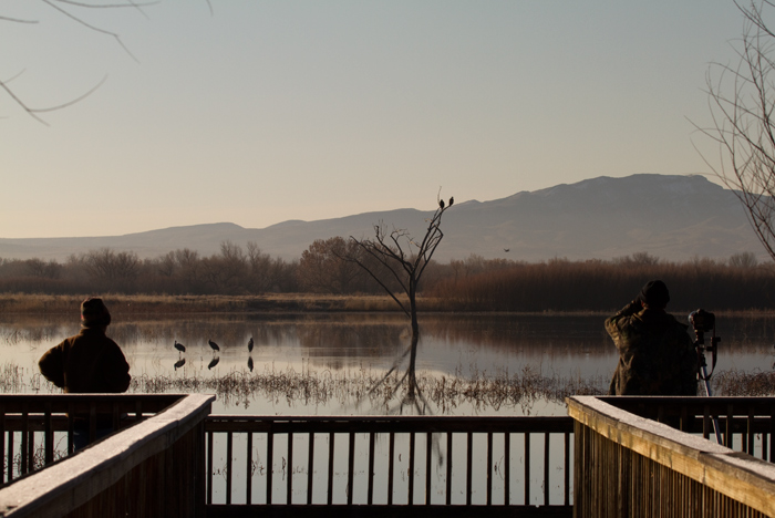 Flight Deck on a Frosty Morning, Bosque National Wildlife Refuge, San Antonio NM, February 5, 2010