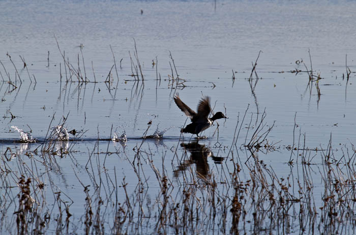 Go! go! go! go! go!, Northern Pintail, Bosque National Wildlife Refuge, San Antonio NM, February 9, 2010