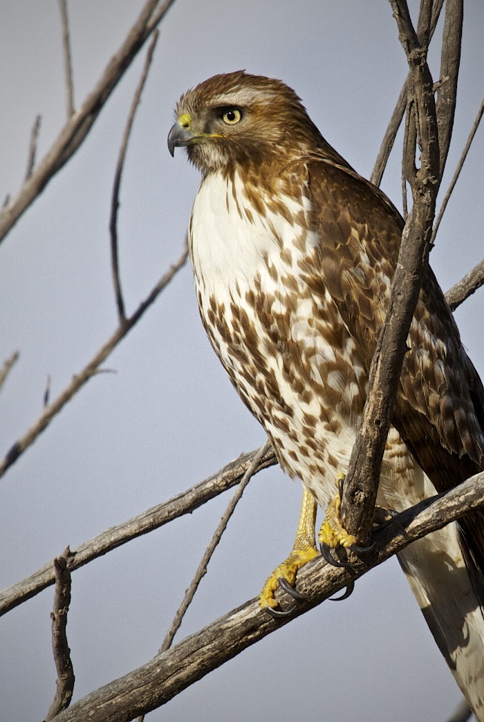 Cooper's Hawk, Bosque del Apache National Wildlife Refuge, San Antonio NM, February 11, 2010