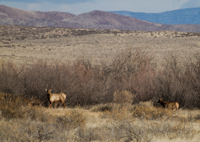 Elk, Bosque National Wildlife Refuge, San Antonio NM, February 11, 2010