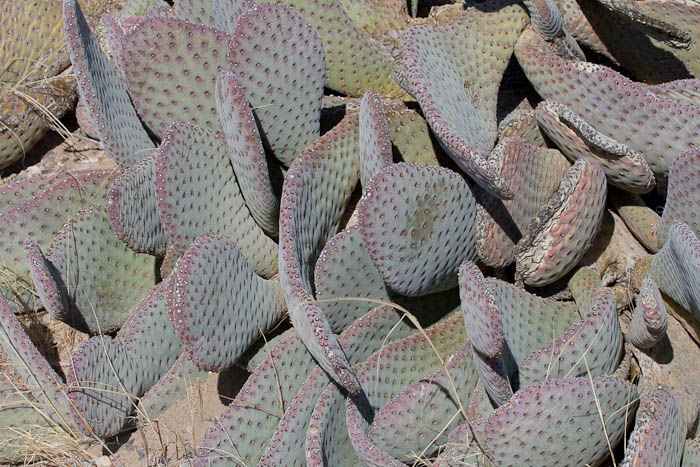 Mittens in the Garden, Bosque National Wildlife Refuge, San Antonio NM, February 13, 2010