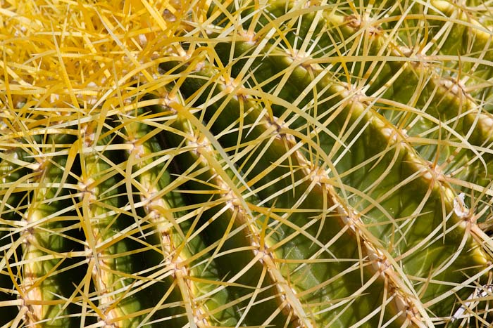 Golden Barrel cactus, Garden, Bosque National Wildlife Refuge, San Antonio NM, February 13, 2010