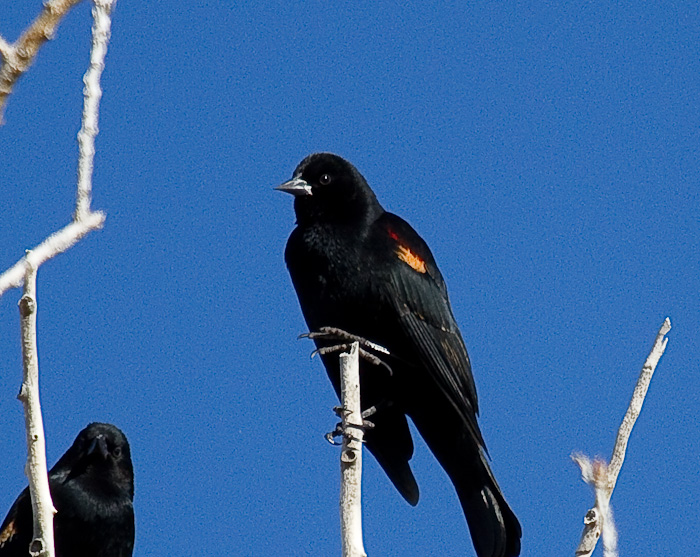 Some Guys..., Red-winged Blackbird, Bosque National Wildlife Refuge, San Antonio NM, February 16, 2010