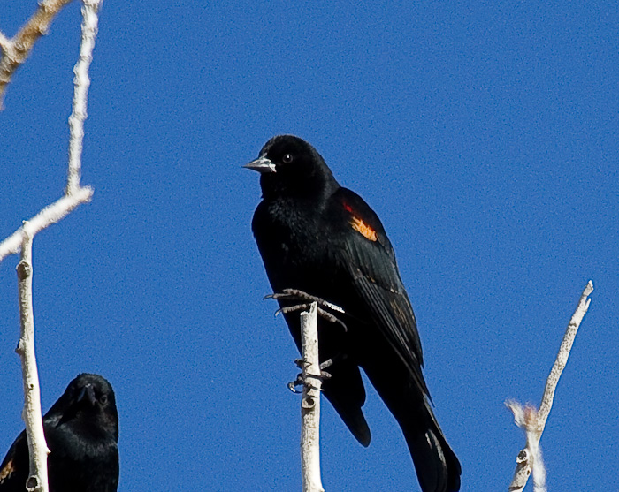 Some Guys..., Red-winged Blackbird, Bosque National Wildlife Refuge, San Antonio NM, February 16, 2010 Some Guys..., Red-winged Blackbird, Bosque National Wildlife Refuge, San Antonio NM, February 16, 2010